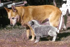 Ch Ambajaye Attention to Detail