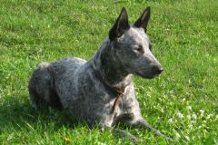 Ambajaye Devilinthedetail