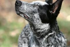 Ch Ambajaye Every Detail PT CD ET