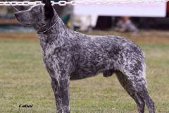 Supreme Ch Ambajaye Tail Not Included