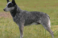 Gr Ch Ambajaye High Tail It