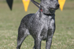 Ch Ambajaye Rock My Tail