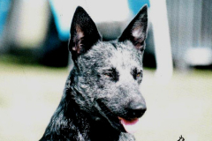 Ch Ambajaye Tailsarepatchn ET