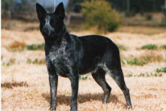 Ch Rokeglen Stumpy Shiraz