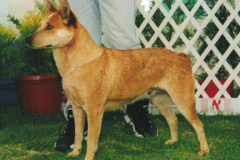 Ch Rokeglen Stumpy Sunset