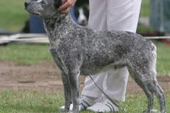 Ch Alkina Forever Fly