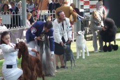 Best in Group Sydney Royal 2007