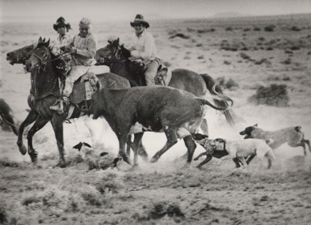 is the australian stumpy tail cattle dog legal in norfolk island